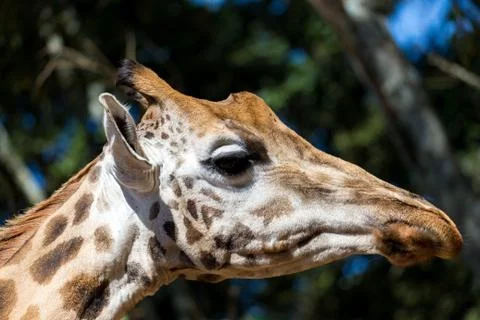 A close-up of a giraffe's head Stock Photos