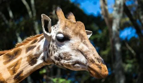 A close-up of a giraffe's head Stock Photos