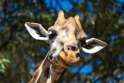 A close-up of a giraffe's head Stock Photos