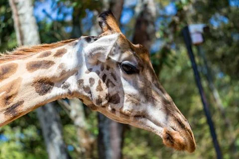 A close-up of a giraffe's head Stock Photos