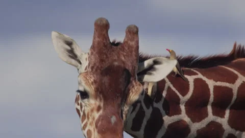 Close up of a giraffe's head with red-billed oxpeckers by its neck Video stock 261028944