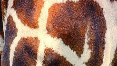 Close-up of giraffe's patterned skin covering its hip. Highly detailed picture Видео 73794756