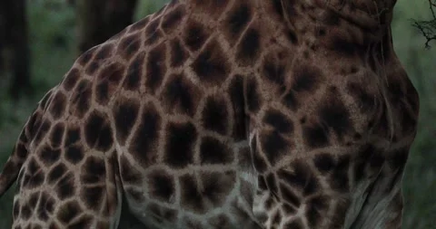 Close Up Of Giraffes Spots, Skin Pattern While Grazing In Forest Bushes. Stock Footage 262626657