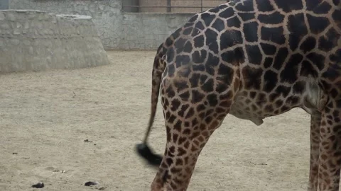 Close-up of a giraffe's tail moving from side to side in the Huachipa zoo at 스톡 동영상 158256353