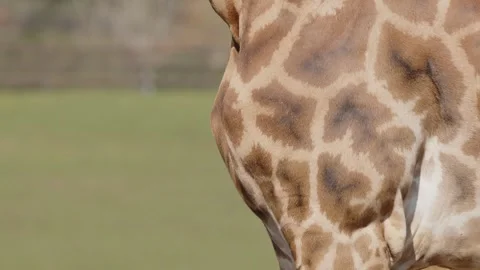 Close-up of Giraffe's Unique Patterns Stock Footage 305692930