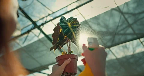 Close up a girl using a spray bottle sprays water on a small plant in a pot Stock Footage 280703387