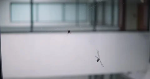 A close up of a glass door Stock Footage 155406155