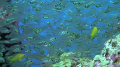 Close up of glass fish Vídeo Stock 12332430