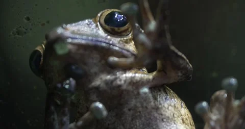 Close-up of a Glass Frogs Underside as it Clings to Glass Stock Footage 286070898