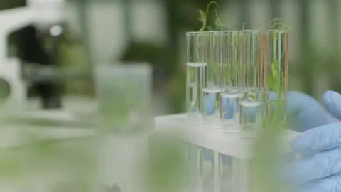 Close-up of glass test tubes on a stand for examination. Stock Footage 303686423