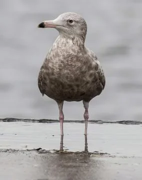 Close up of Glaucous Gull (Larus hyperboreus) Stock Photos