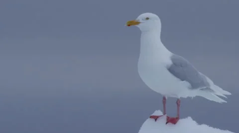 Close on glaucous gull perched on peak of ice Stock Footage 64279814