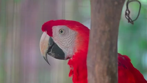 Close-Up Glimpse of the Red Macaw Parrot 스톡 동영상 246798867