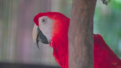 Close-Up Glimpse of the Red Macaw Parrot 스톡 동영상 246801905