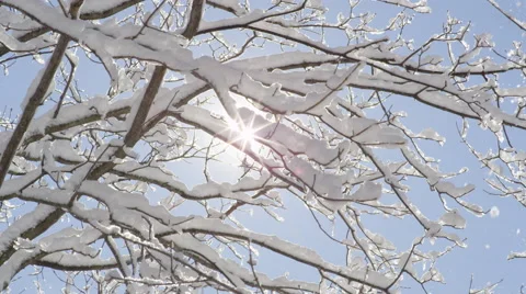 CLOSE UP: Glittering snowflakes falling from tree branches on sunny winter day Stock Footage 68378580