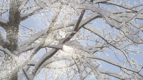 CLOSE UP: Glittering snowflakes falling from tree against clear blue sunny sky Vídeos de archivo 68573676