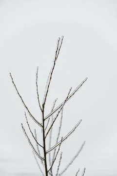 Close-up glittering tree branches with a thick layer of ice. Winter concept. Stock Photos