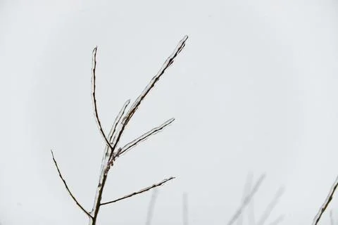 Close-up glittering tree branches with a thick layer of ice. Winter concept. Stock Photos