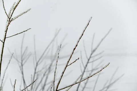 Close-up glittering tree branches with a thick layer of ice. Winter concept. Stock Photos