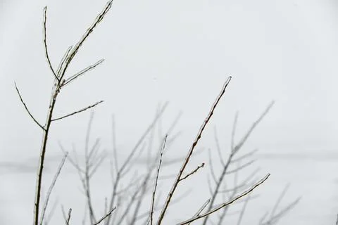Close-up glittering tree branches with a thick layer of ice. Winter concept. Stock Photos