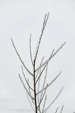Close-up glittering tree branches with a thick layer of ice. Winter concept. Stock Photos