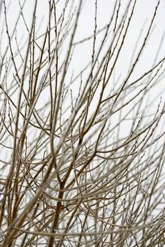 Close-up glittering tree branches with a thick layer of ice. Winter concept. Stock Photos