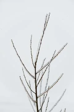 Close-up glittering tree branches with a thick layer of ice. Winter concept. Stock Photos
