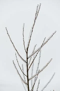 Close-up glittering tree branches with a thick layer of ice. Winter concept. Stock Photos