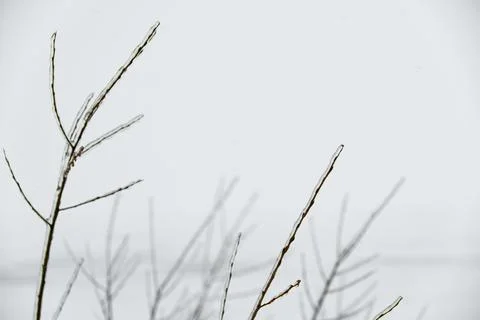 Close-up glittering tree branches with a thick layer of ice. Winter concept. Stock Photos