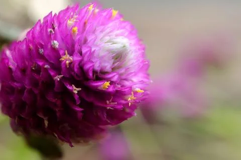 Close up of Globe amaranth or gomphrena globosa flower Stock Photos