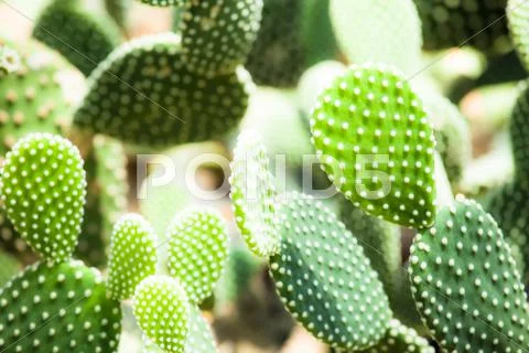 Close up of globe shaped cactus with long thorns Stock Photos