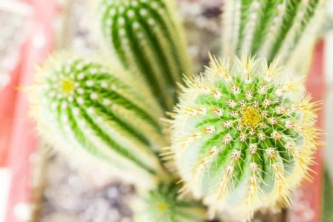 Close up of globe shaped cactus with long thorns Foto stock