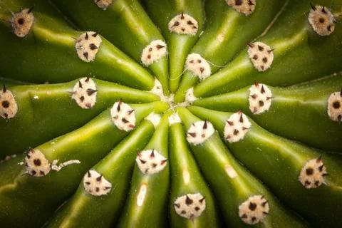 Close up of globe shaped cactus with long thorns Stock Photos