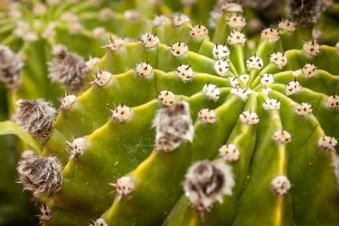 Close up of globe shaped cactus with long thorns Stock Photos