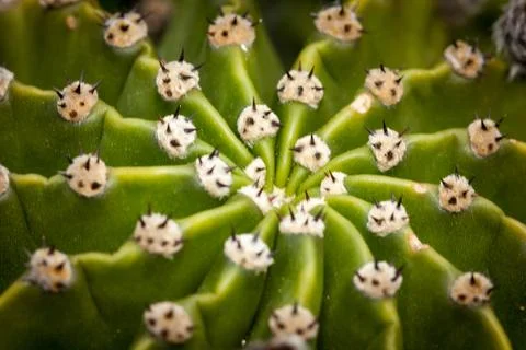 Close up of globe shaped cactus with long thorns Stock Photos