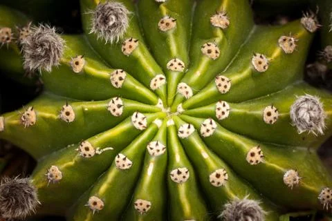 Close up of globe shaped cactus with long thorns Stock Photos
