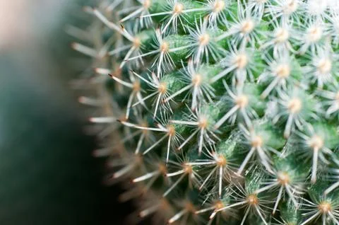 Close up of globe shaped cactus with long thorns Foto stock