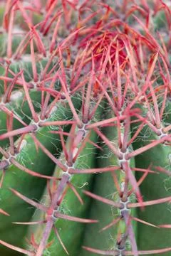 Close up of globe shaped cactus with long thorns Fotos Stock