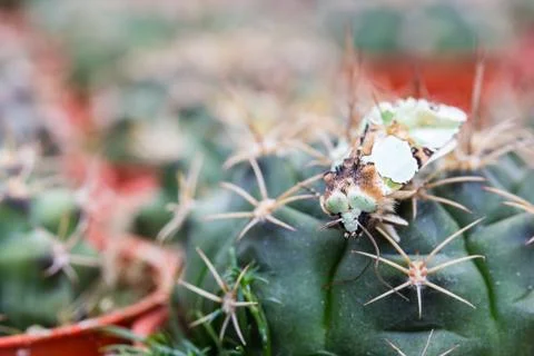 Close up of globe shaped cactus with long thorns Stock Photos