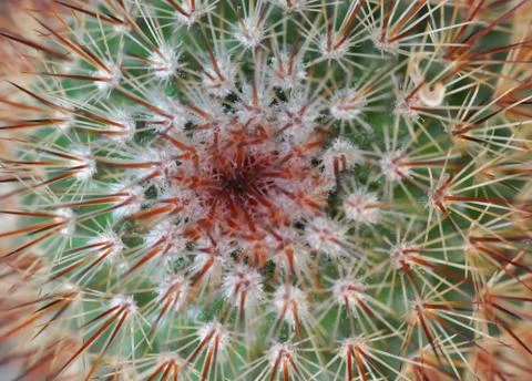 Close up of globe shaped cactus with long thorns Fotos Stock