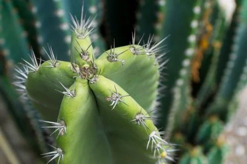 Close up of globe shaped cactus with long thorns 스톡 사진