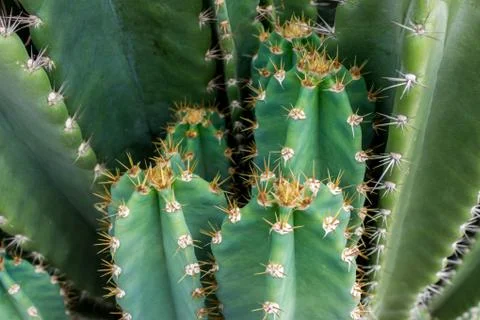 Close up of globe shaped cactus with long thorns Stock Photos