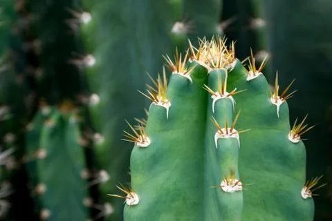 Close up of globe shaped cactus with long thorns 스톡 사진