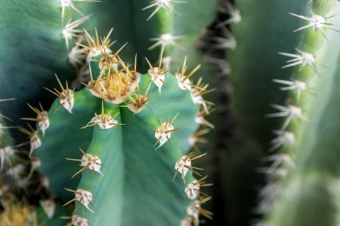 Close up of globe shaped cactus with long thorns 스톡 사진