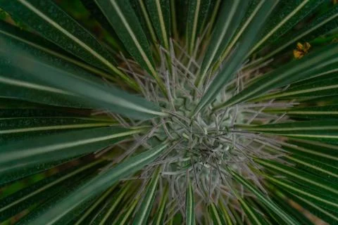 Close up of globe shaped cactus with long thorns Stock Photos