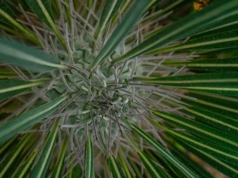 Close up of globe shaped cactus with long thorns Stock Photos