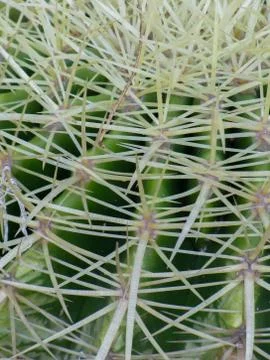 Close up of globe shaped cactus with long thorns. 写真素材