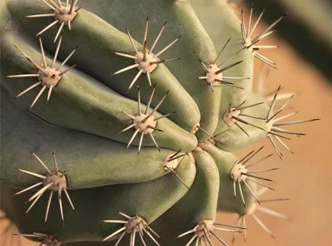 Close up of globe shaped cactus with long thorns Stock Photos