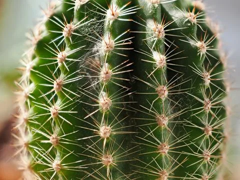 Close up of globe shaped cactus with long thorns Stock Photos