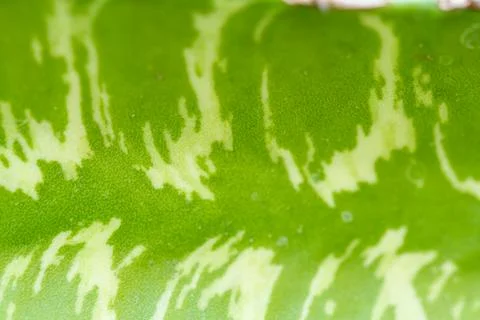Close up of globe shaped cactus Stock-Fotos
